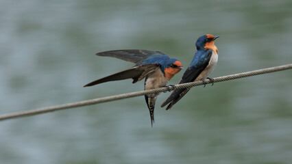 Pacific Swallow 