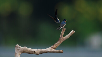 Pacific Swallow 