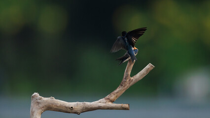 Pacific Swallow 