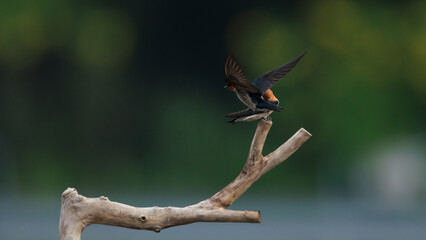Pacific Swallow 