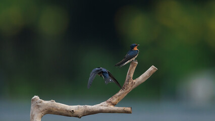 Pacific Swallow 