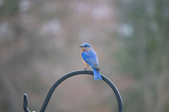 Bluebird Sitting On Shepherds Hook Watching Me As I Take His Picture