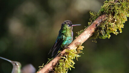 Fiery-throated hummingbird (Panterpe insignis) perched on a stick at the high altitude Paraiso Quetzal Lodge outside of San Jose, Costa Rica