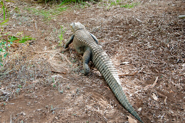 Alligator in a Conservation Park