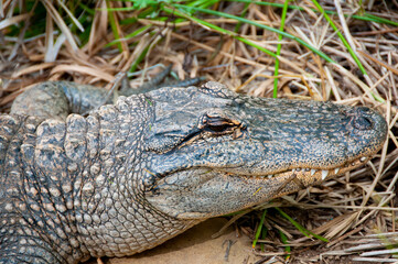 Alligator in a Conservation Park