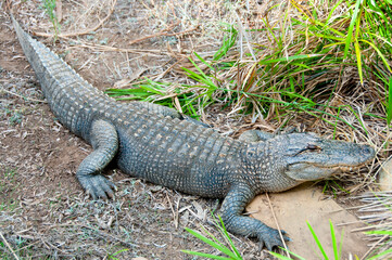 Alligator in a Conservation Park