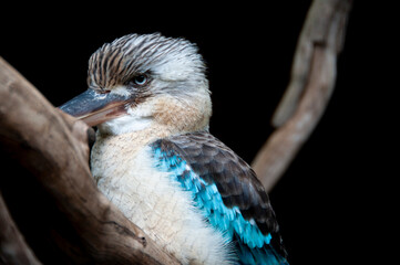 Blue Winged Kookaburra on a Branch © Adwo