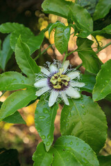 Purple and white flower on a passion fruit vine called Passiflora edulis