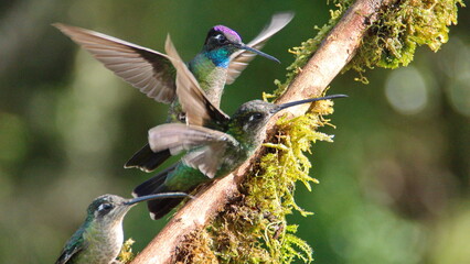 Talamanca hummingbirds (Eugenes spectabilis) at the high altitude Paraiso Quetzal Lodge outside of...
