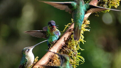 Fiery-throated hummingbird (Panterpe insignis) and other hummingbirds on a stick at the high...