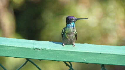 Talamanca hummingbird (Eugenes spectabilis) perched on a fence at the high altitude Paraiso Quetzal...