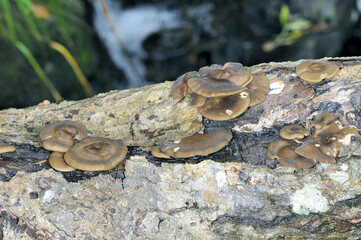 オツネンタケモドキ（北海道・知床）
