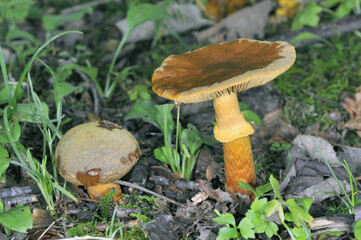 キショウゲンジ（北海道・知床）
