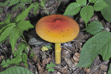 タマゴタケ（北海道・知床）
