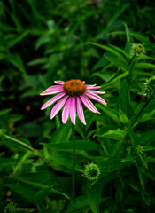 A photograph of a purple coneflower. 