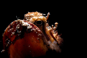 octopus on a black background