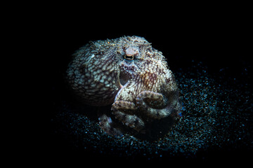 And octopus on black background