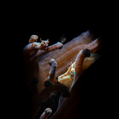 Fototapeta na wymiar A file fish in an anemone 