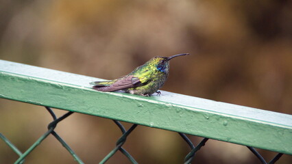 Lesser violetear (Colibri Cyanotus) hummingbird perched on a fence at the high altitude Paraiso...