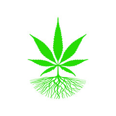 root cannabis leaf vector 