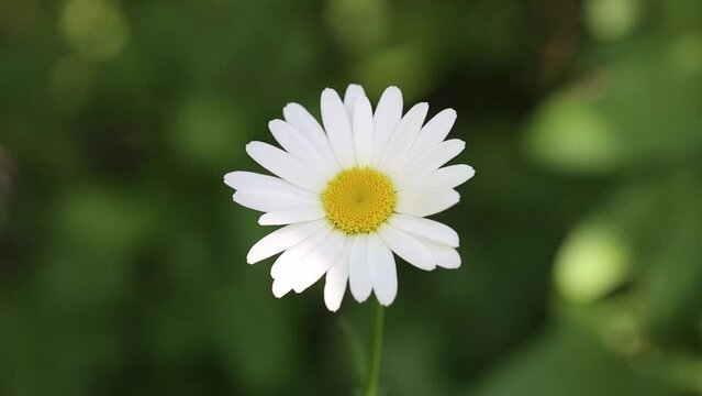 Flower of garden or medicinal chamomile (Matricaria recutita). The concept of naturalness. 