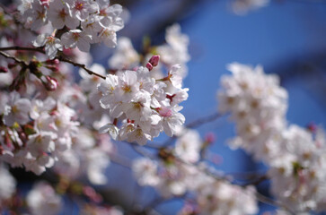 Japanese cherry