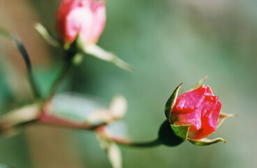 rose bud
