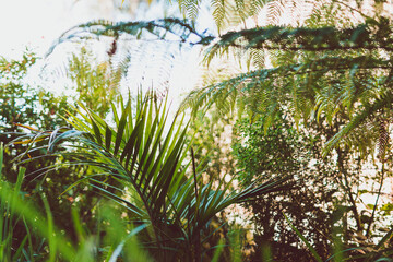 lush palm tree surrounded by idyllic sunny backyard with lots of tropical Australian native plants