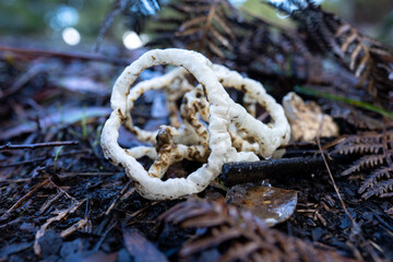 Close up of Mushrooms in the bush in Tasmania, Australia. in the forest
