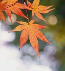 美しカエデの葉っぱ