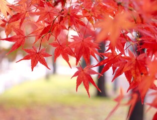 美し晩秋公園景色