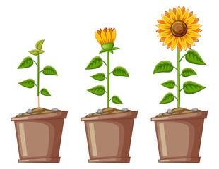Cartoon Three Pots Filled with Sunflowers