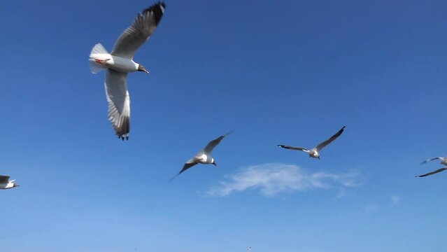 Slow motion of seagull flying on the sea 