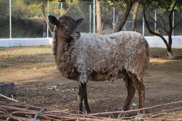 Obraz premium A brown sheep which is result of crossbreeding between big horn mountain ram and a sheep.