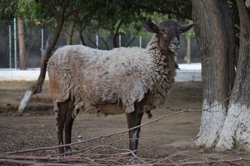 A brown sheep which is result of crossbreeding between big horn mountain ram and a sheep.