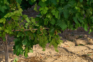 Vineyard and bunches of small grapes starting to grow before summer