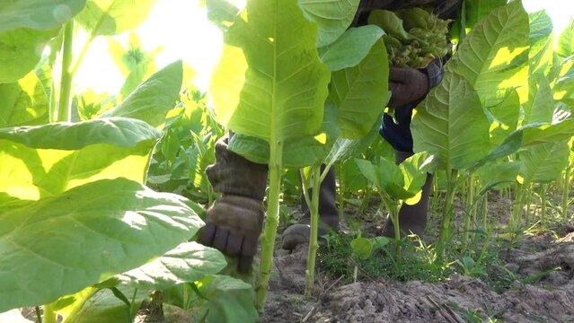 Farmer harvesting tobacco leaf in the plant