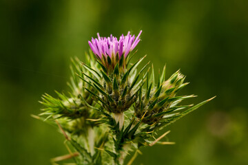 Close up view of a thistle flower