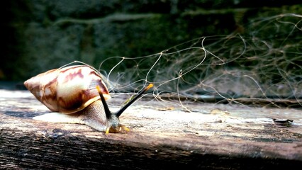 snail
