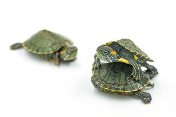 japanese turtle on white background, red-eared slider

