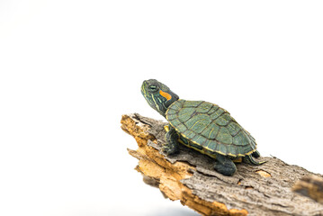 japanese turtle on white background, red-eared slider
