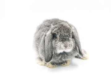 rabbit on white background, bunny pet, holland lop
