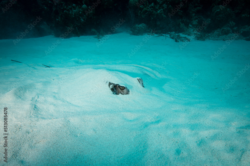 Wall mural Southern Stingray buried at the bottom of the ocean floor at Little Cayman Island in the Caribbean. - Wall murals