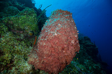 Coral reef and marine sponge underwater in the Caribbean	