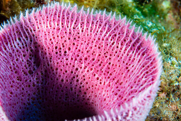 Coral reef and marine sponge underwater in the Caribbean