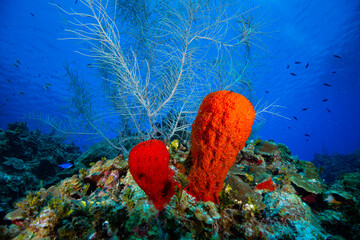 Underwater seascape and marine sponge at Little Cayman in the Caribbean