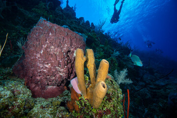 Underwater seascape and marine sponge with a scuba diver in background at Little Cayman Island in...