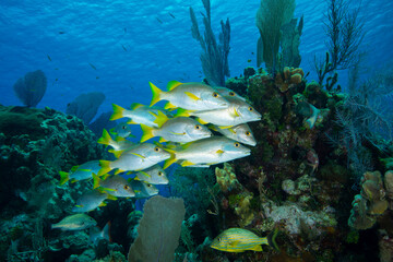 Schoolmaster swimming over coral reef at Little Cayman Island in the Caribbean