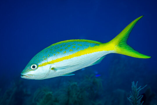 Yellowtail snapper on coral reef at Little Cayman Island in the Caribbean