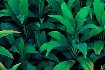 Naklejka na ściany i meble Group background of dark green tropical leaves dark background. concept of nature